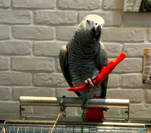 MaLE AND FEMALE For Adoption ❤️