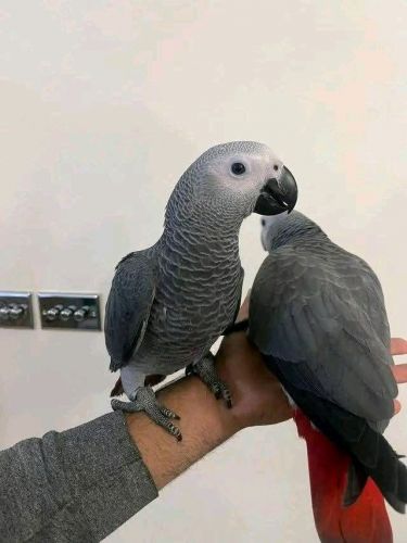 Congo talking grey parrot