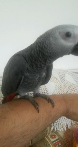 African Grey baby Congo