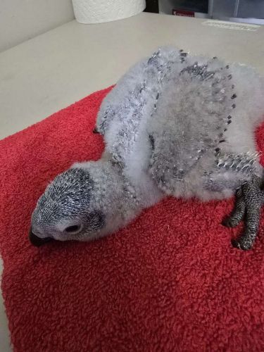 Baby Congo African Grey parrots