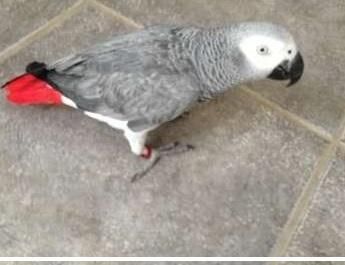 African grey Parrots for sale
