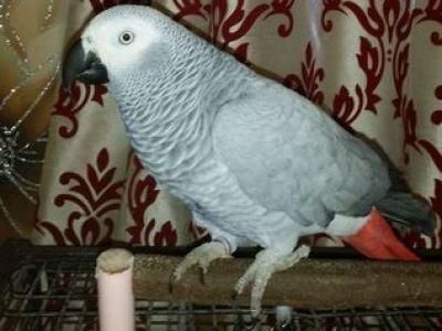 Sweet and lovely African grey parrots for sale