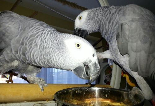 Sweet and lovely African grey parrots for sale