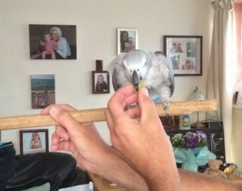 Arthur is three he can say a lot of different