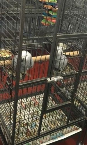 Beautiful Tame African Grey Parrot With Cage