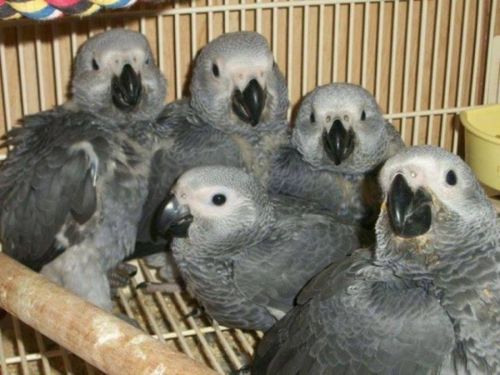 African greys with certificates