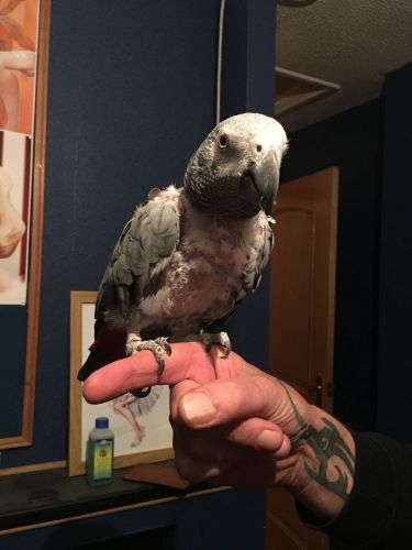 African Grey parrot