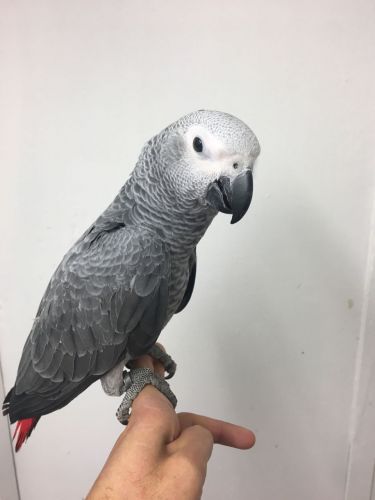 African Grey Parrot for Sale