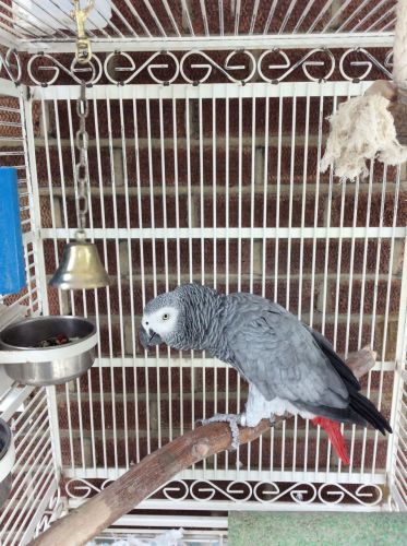 Great African congo Grey Parrots