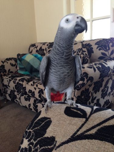 Quality Baby African Grey(no Time Waster)