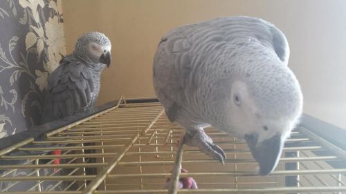 Hand-reared African Grey Parrots available now