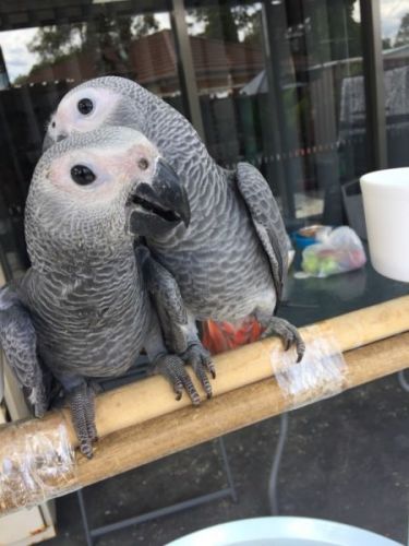 African grey
