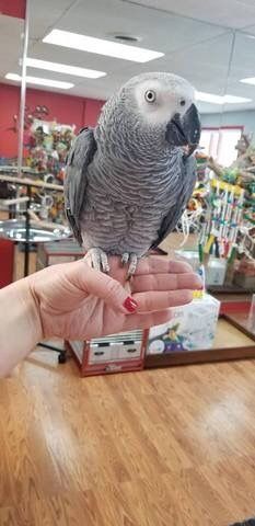African Grey Parrot For Sale