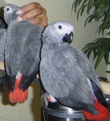 African Grey Parrots