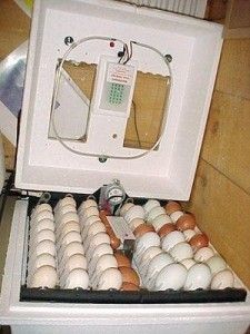 PARROT EGGS