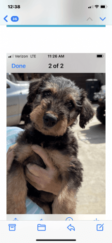 Purebred Airedale Terrier Puppies