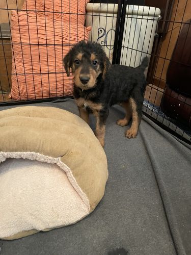 AKC Airedale Terrier