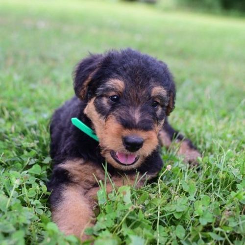Airedale Terrier