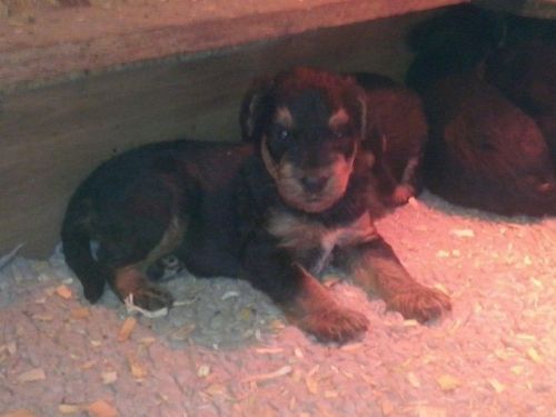 Stunning Champion Sired Airedale Puppies