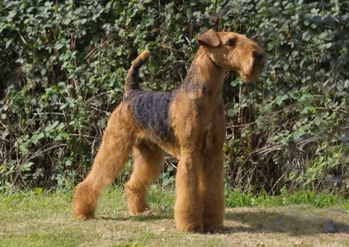 airedale terrier dog - characteristics