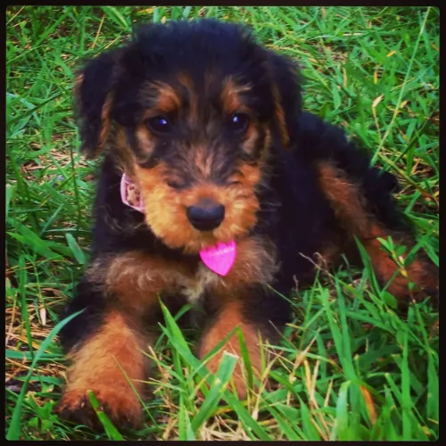 airedale terrier puppy - description