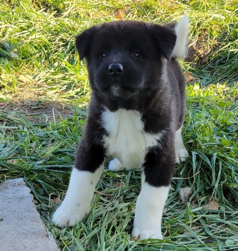 AKC Akita Male
