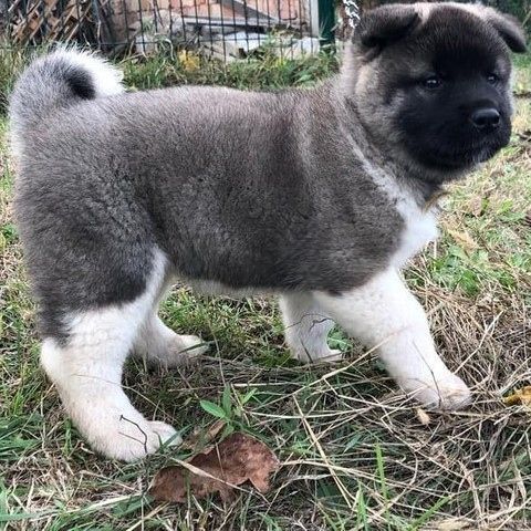 American Akita females PureBred