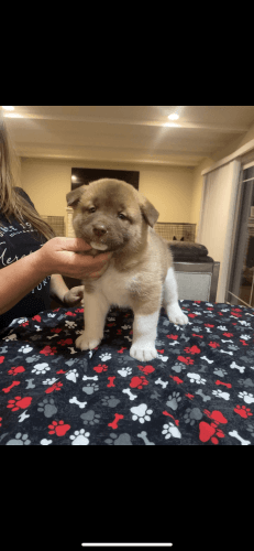 American Akita Goldie