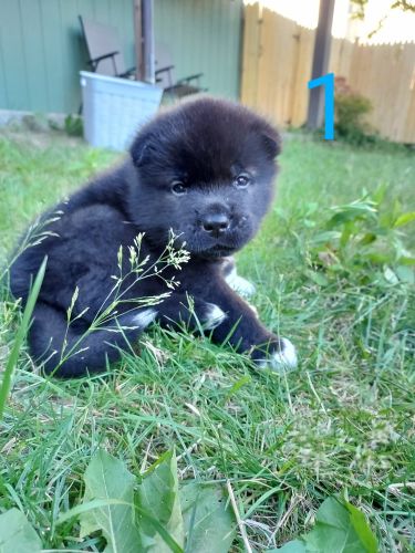 American Akita Puppies