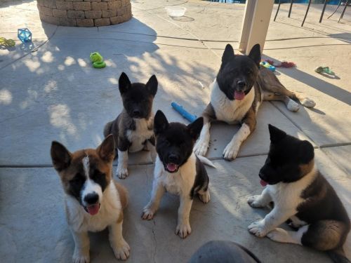 American Akita Puppies 10wks Old