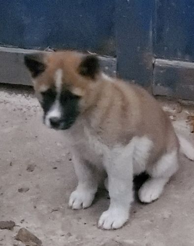 Akita puppies