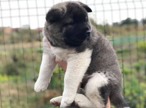 Akita puppies