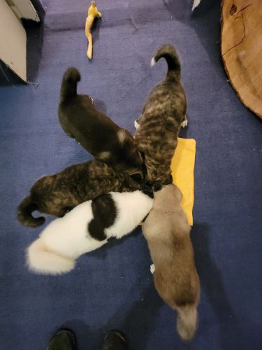 American Akitas Rare Colors AKC Registered Litter