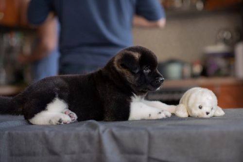 Akita Puppies for sale in Los Angeles, CA, USA. price: $400
