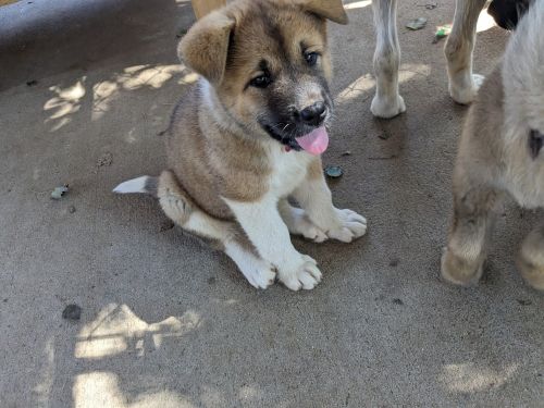 AKC Akita puppies