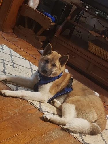 Sabina ((negotiable ))