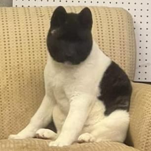 akita puppy
