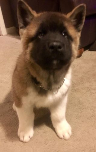 Akc Registered American Akita Puppies