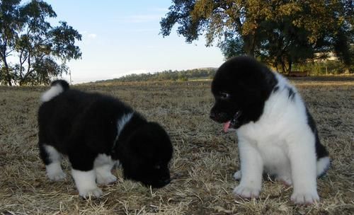 Healthy Akita Puppies for adoption