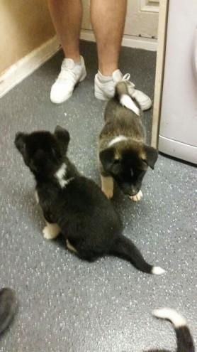 American Akita Puppies