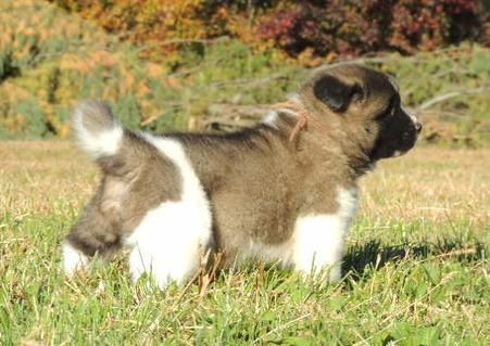 sweet male and female Akita pups