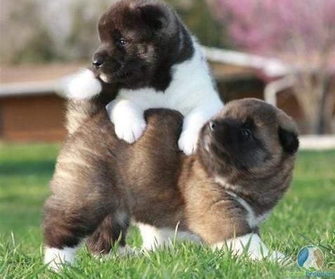 bueutiful Akita puppies for adoption