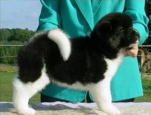 Cute Akita Puppies Female and Male