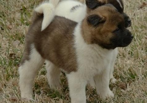 Socialized Akita Puppies Ready ***