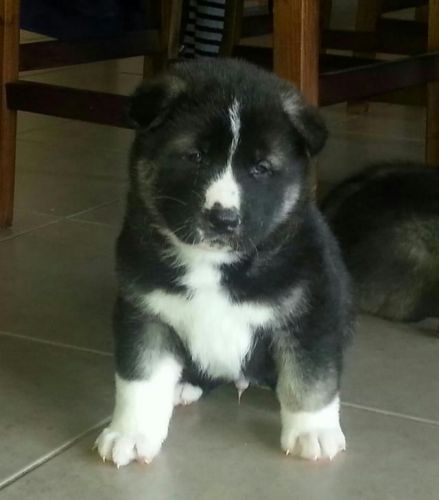 Purebred Akita Puppies