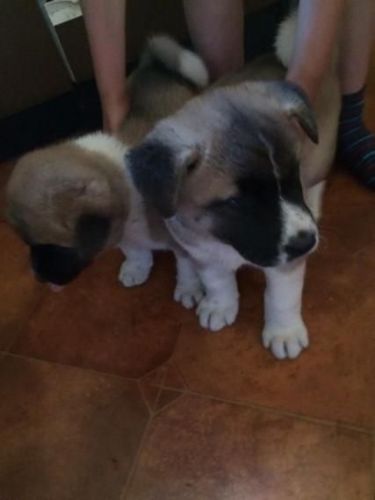 Beautiful Japanese Akita Pups