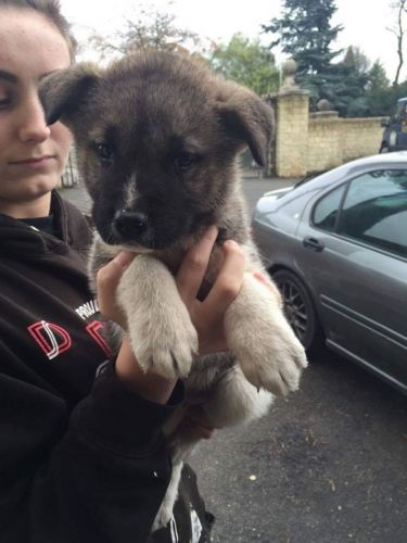 Beautiful Akita Boy Puppy