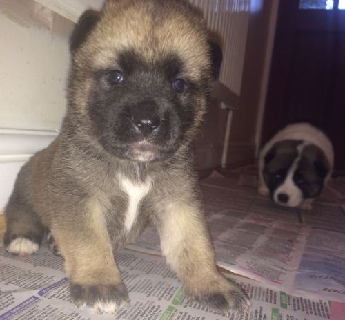 Beautiful American Akita Puppies For Sale!