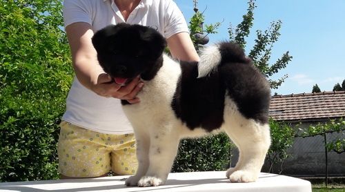 4 generation Large Akita Puppies