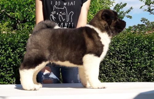Premium Akita Puppies